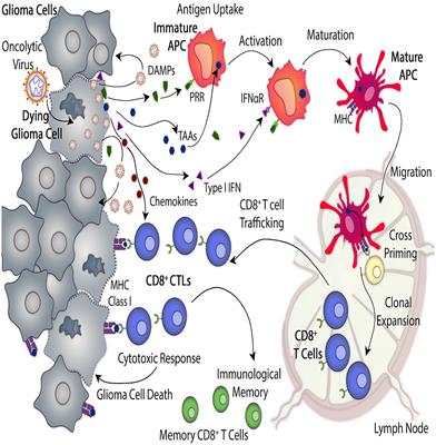 Current Approaches for Glioma Gene Therapy and Virotherapy